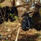 Yonkers police found as many as 30 dead cats in plastic bags hanging from tree branches in a wooded area off Overlook Terrace Thursday morning, police officials said.