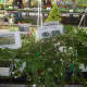 Plants of all shapes and sizes were on display at Teatown's annual plant sale. 
