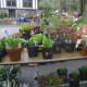 Two people browse plants at Teatown's annual plant sale