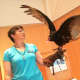 Dante, a Turkey Vulture, spreads his wings at the Wilton Library Wednesday before an educational session with a group of children.