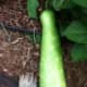 This zucchini was grown in Ardsley by an amateur gardener.