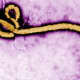 The Ebola virus