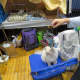 In all, there were more than 200 cats  of 50 breeds at the county show.