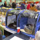 Cats of all variety were available to be adopted at the show. 