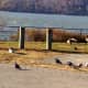 Two stray cats hang out with piegons on the Yonkers waterfront