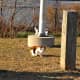 These two cats made friends with birds at the Yonkers waterfront on Thursday, Nov. 20.