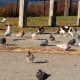 Two stray cats hang out with piegons on the Yonkers waterfront