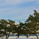 The evergreens near the coastline at Sherwood Island State Park are in sharp contrast to the bright sky, white snow and Sound waters.