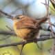 A free public lecture on how to attract songbirds to your backyard will now be held at the Rowayton Community Center in Norwalk on Tuesday.