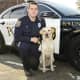 Police Service Dog Chase, a 2-year-old Labrador retriever, is the newest member of the Westport Police Department.