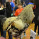 Some animals were present at the Chappaqua STEM Fest, including a chicken.