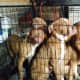The SPCAs Humane Law Enforcement (HLE) Unit of Westchester rescued seven puppies from a Buchanan home on July 20.