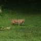 Town of Mount Pleasant Councilman Nicholas DiPaolo took several photos of this bobcat crossing his backyard off Warren Avenue in Hawthorne on Sunday afternoon, triggering more reports of bobcat sightings this year across the Hudson Valley Region.