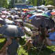 The concert area is a sea of umbrellas as people look for an escape from the heat.