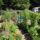 Westchesters InterGenerate community gardens provide healthy food to shelters while building community relations. 