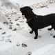 Snow dog Scarlett enjoys Friday's snowfall in Rye.