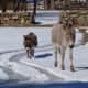 Poppy, right, the full-size donkey owned by Bethany Zaro of New Canaan, walks in front of her friend Chipper to protect him. 