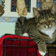 Gene, a 9-month-old short-hair tabby, loves to play. 