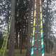 Five of the ladders lean against the property's spruce trees.