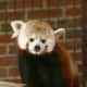 A red panda named Rochan has moved into the Beardsley Zoo in Bridgeport.