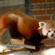 Red panda Rochan is enjoying his new digs at Beardsley Zoo.