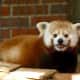 Red panda Rochan making himself at home at Beardlsey Zoo.