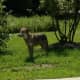 A coyote is on the loose in Greenburgh.