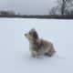 Susan Hiner's dog, Maisie, enjoys the snow in Croton.