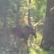 The moose was spotted in Ossining July 1.