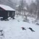 Vanessa Sudnik's kids enjoy the snow in Croton