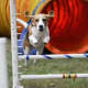 Jodi's Beagle Maggie Moo will be competing at the Westminster Dog Show Saturday.