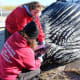 Experts Lloyd Harbor, N.Y., examine a humpback whale that was found dead in Long Island Sound over the weekend. 