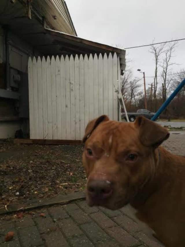 This dog was found near Broadway in Fishkill. He is now at the Dutchess County SPCA