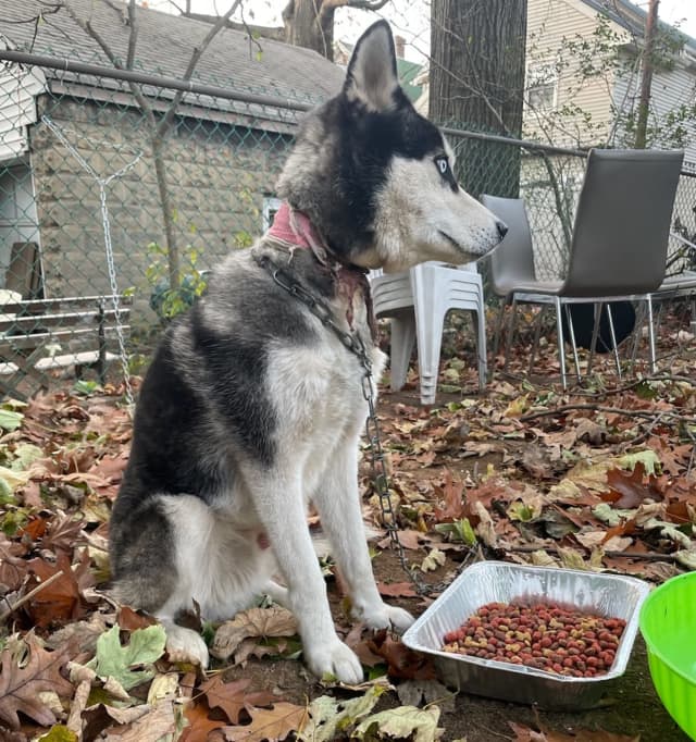 Husky puppy left chained up in Roselle.