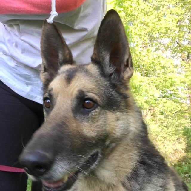 This German shepherd has been found in the Pawling area.