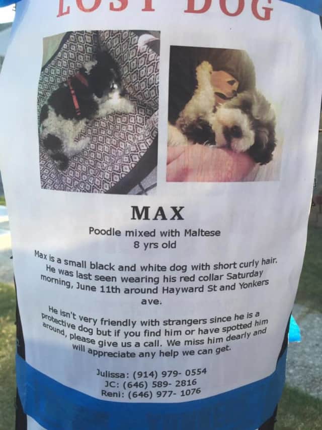 Max, a missing poodle/Maltese mix, hasn't been seen at his Yonkers home since June 11.