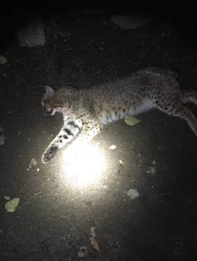 Orange police found a bobcat on the side of Old Tavern Road that had been struck and killed by a vehicle.