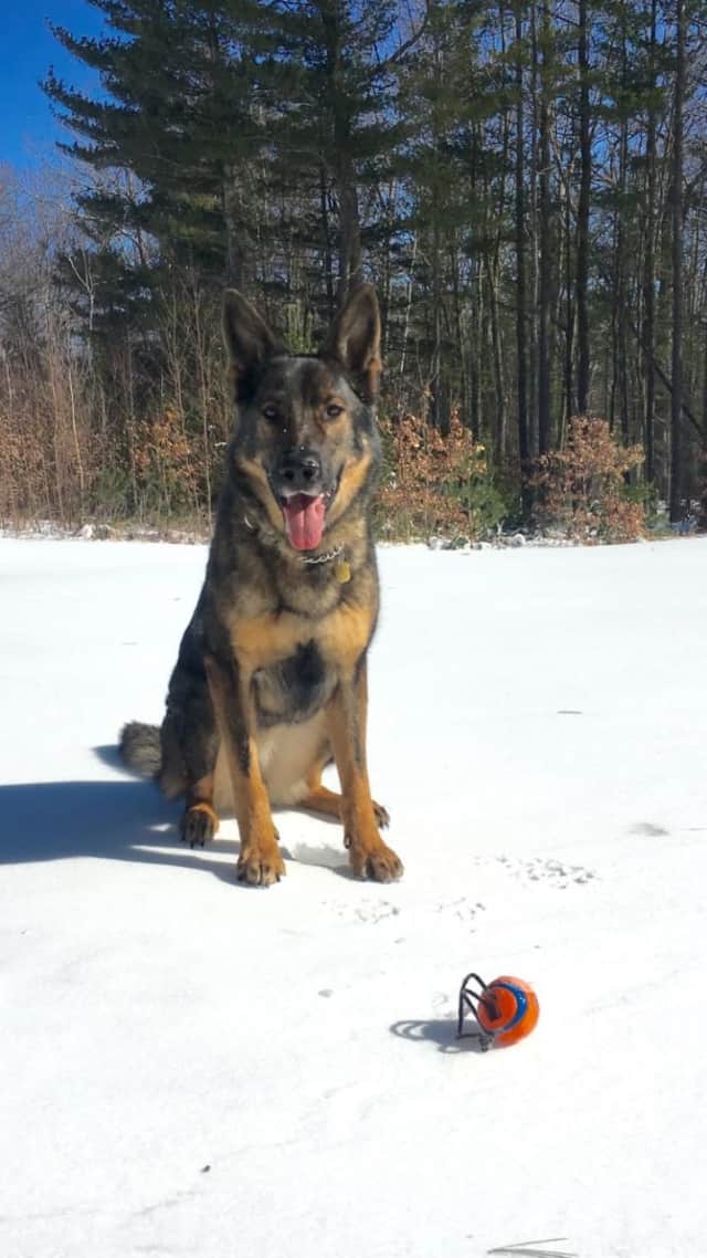 One of Connecticut's K9 troopers will be safer thanks to a bulletproof vest donated by Curtiss Ryan Honda.