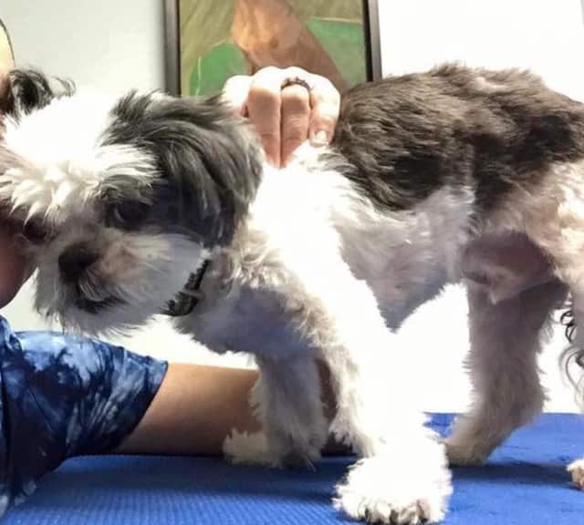 Safe Hungry Shih Tzu Reported Missing In Fairfield Returns Home