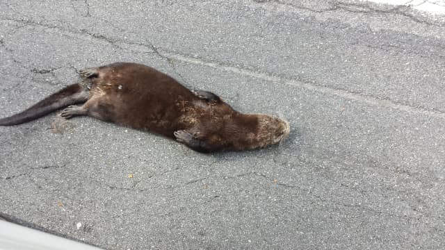 This otter was was hit by a car on Route 116 along the Titicus Reservoir.