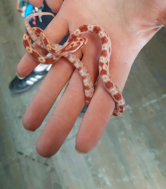 A teen purchased an albino corn snake, identical to this one, before killing it in the Lodi parking lot of NJ Exotic Pets, store officials told Daily Voice.