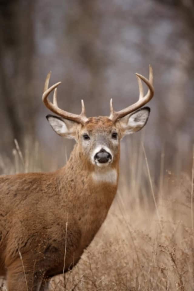 A record number of deer were taken down  by hunters this year, according to the NYSDEC.