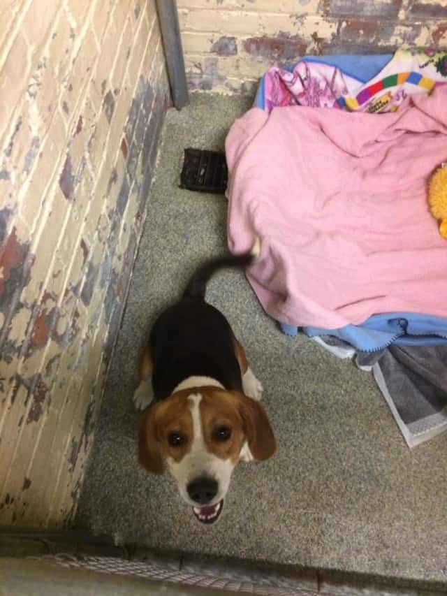 This beagle was lost in Irvington. He's now at the Humane Society of Westchester in New Rochelle.