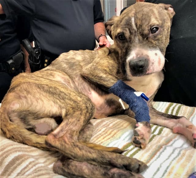 A Yonkers man was arrested for animal cruelty.