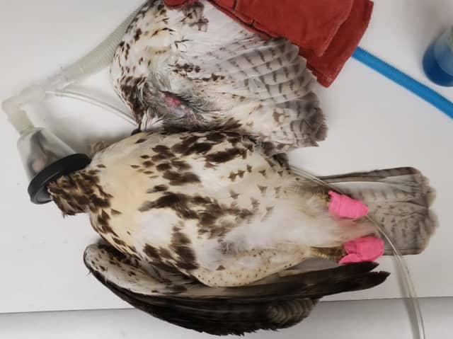 Connecticut State Environmental Conservation Police are seeking information after finding a hawk with a broken wing caused by a metal pellet.