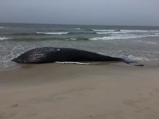 This 37-foot humpback whale washed ashore Sunday at Westhampton Beach.
