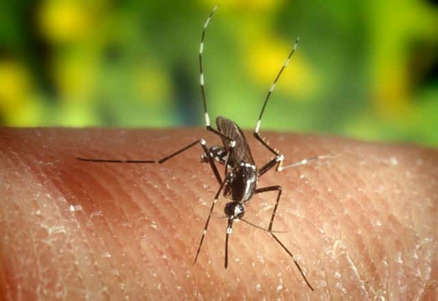 The West Nile virus is transmitted to people via mosquito bites. Connecticut is reporting the first human case of the virus for 2016.