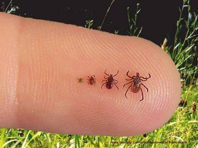 You can avoid ticks with certain precautions, say experts at Norwalk-based Mosquito Squad.