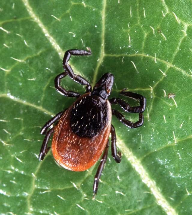 Lyme disease will be the topic of discussion during a workshop on Wednesday, May 11, in Hyde Park.