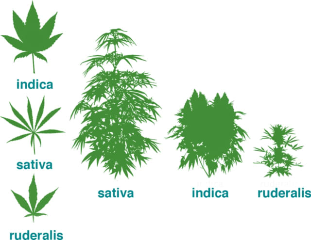 Strains of cannabis